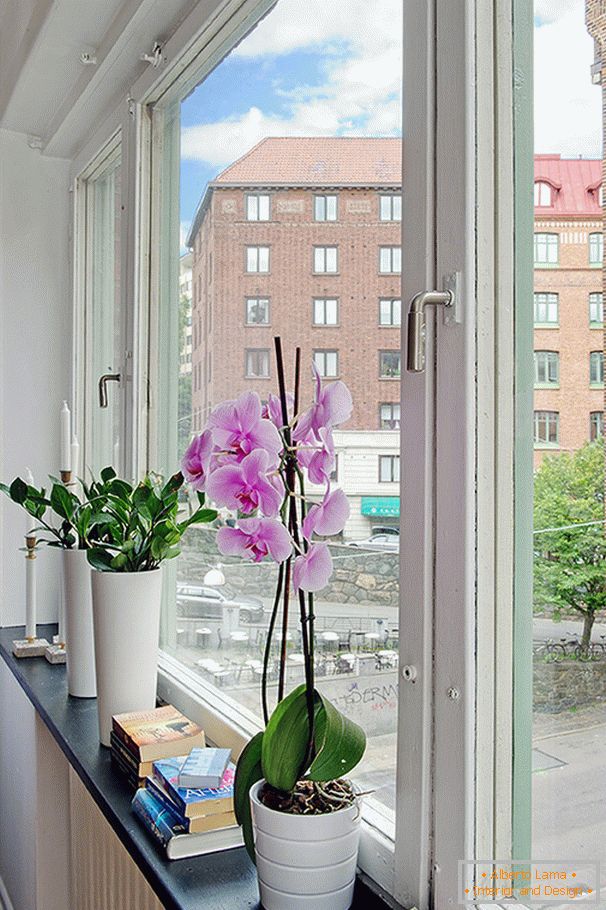 Цвеќе на прозорецот
