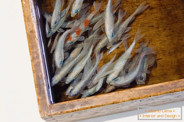 Невообичаени слики на риби од уметникот Риуске Факери