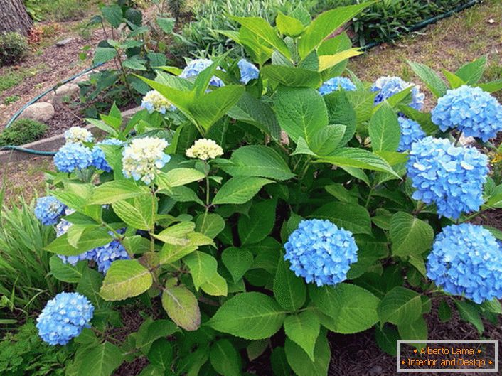 Хидронцева листопадна Блум-ѕвезда со сини цветови.