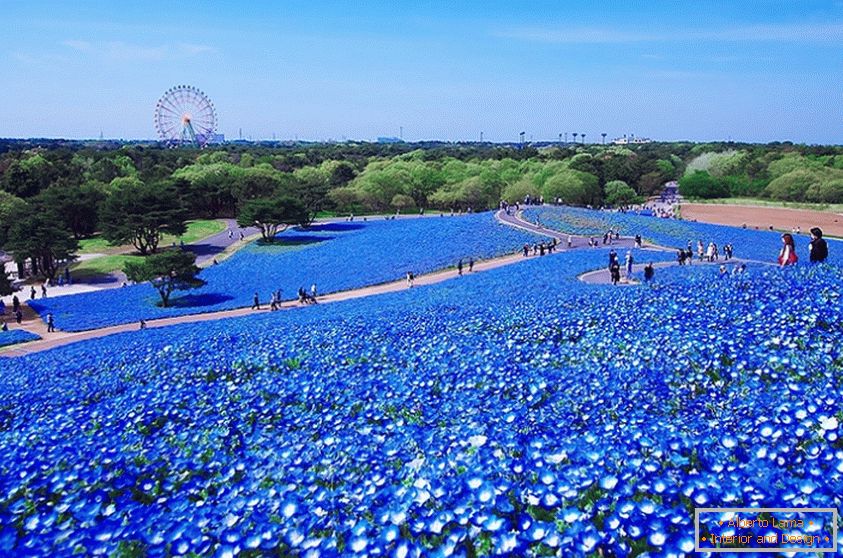 Фасцинантно цветно поле во јапонскиот парк