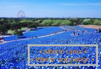 Хипнотични сини полиња во паркот Хитачи-Море, Јапонија