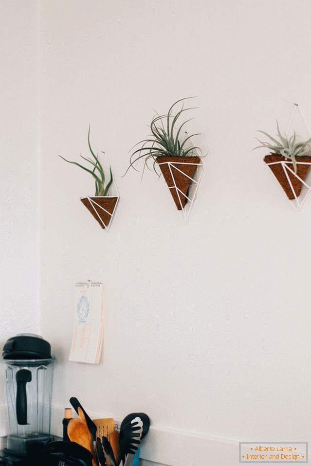 Растенија на ѕидот
