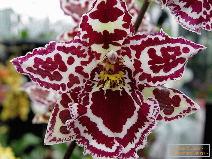 Орнаментиска орхидеја