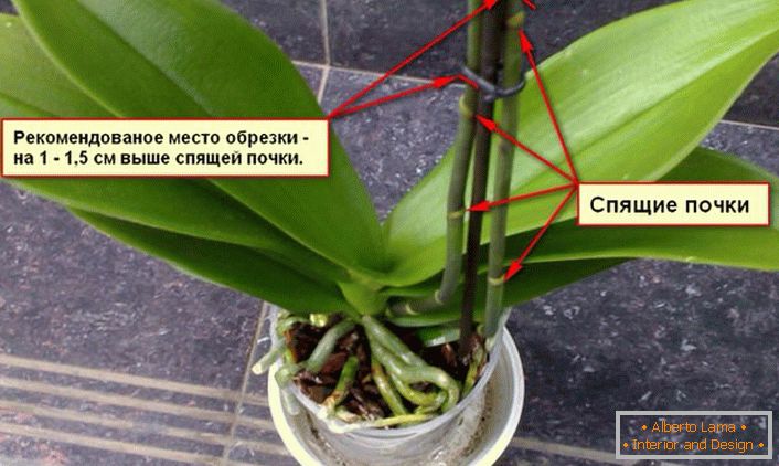 Препораки за кастрирање на орхидеја грмушка.