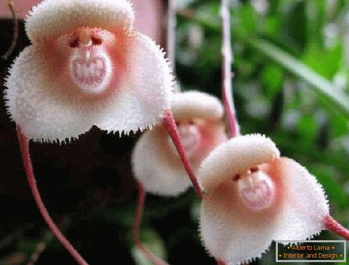 Орхидеи од брегот на Амазон