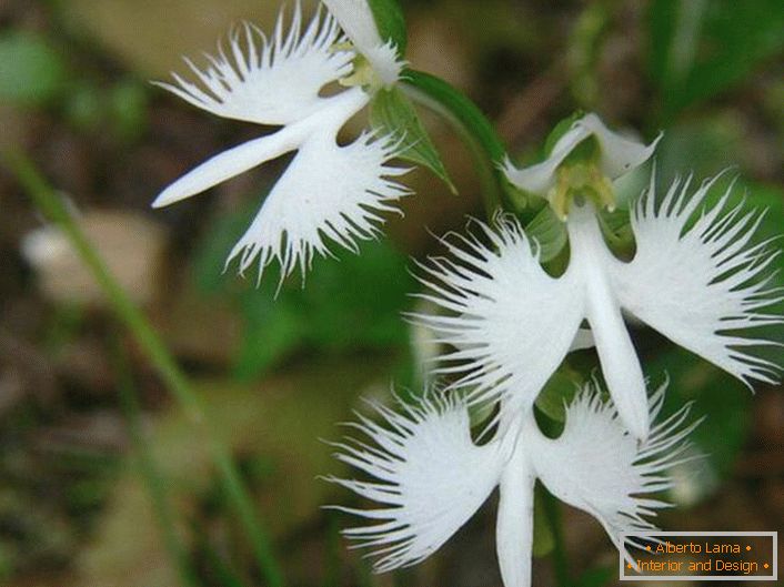 Изненадувачки необичен цвет личи на бело штркот. Орхидејата е јапонска.