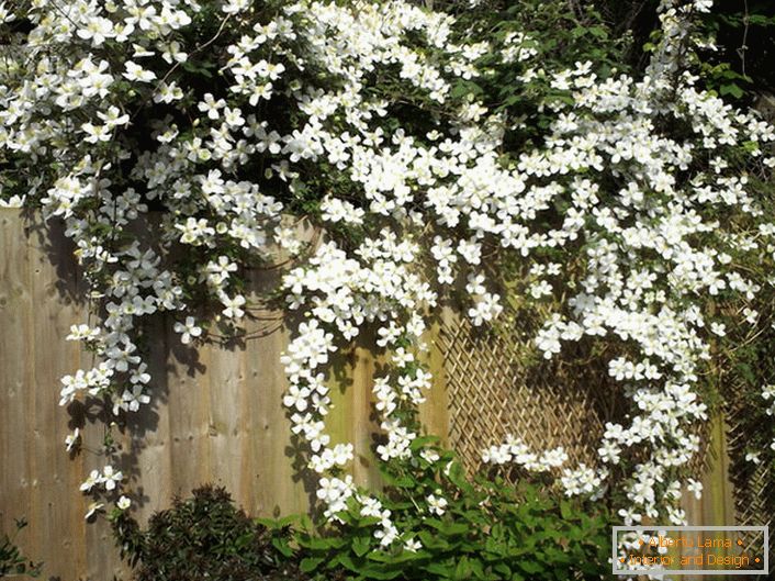 Цветките на Clematis се бели на градината.