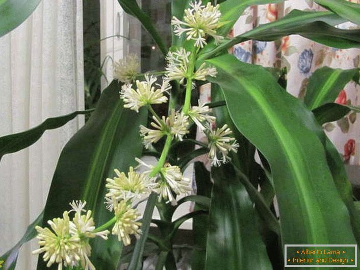 Цветни Dracaena мирисна.