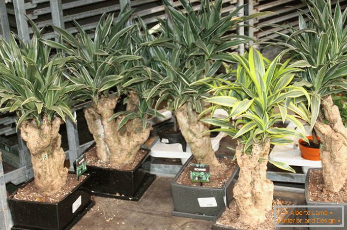 Оригинален Dracaena - декорација на секој стан или куќа.