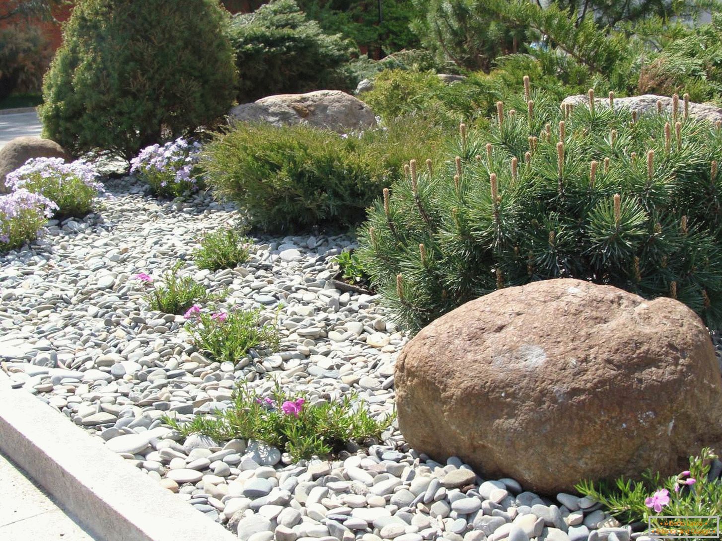 Камења во иглолисни градина