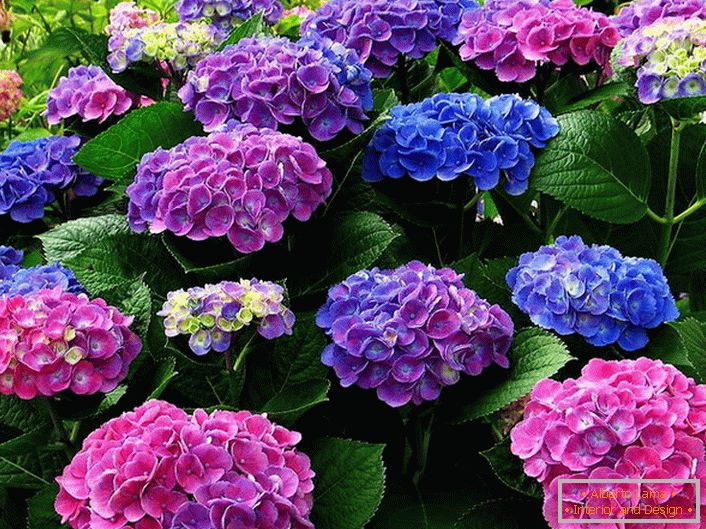 Разноцветна соцвење на хидрогените. Сини, розови, виолетови цвеќиња хармонично се испреплетуваат едни со други.