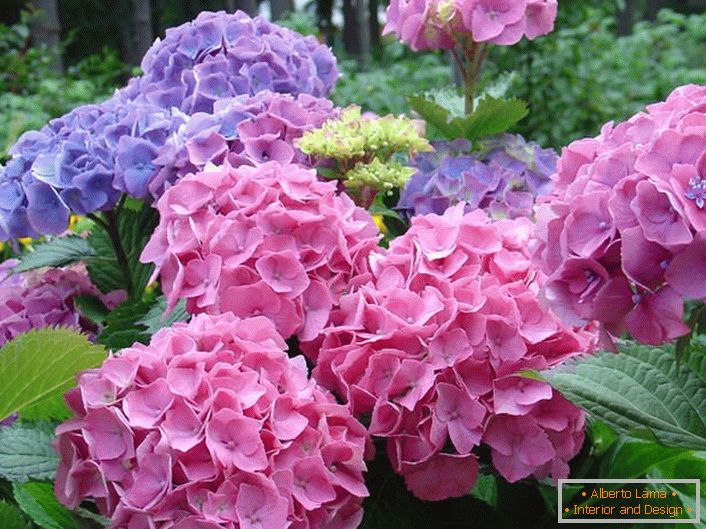 Бледите розови и бледо пурпурни соцвети се фаворити кај модерните градинари.