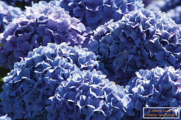Виолетовите цвеќиња на градина хидрогени се собираат во обемни, бујни црни цвеќиња со заоблен облик.