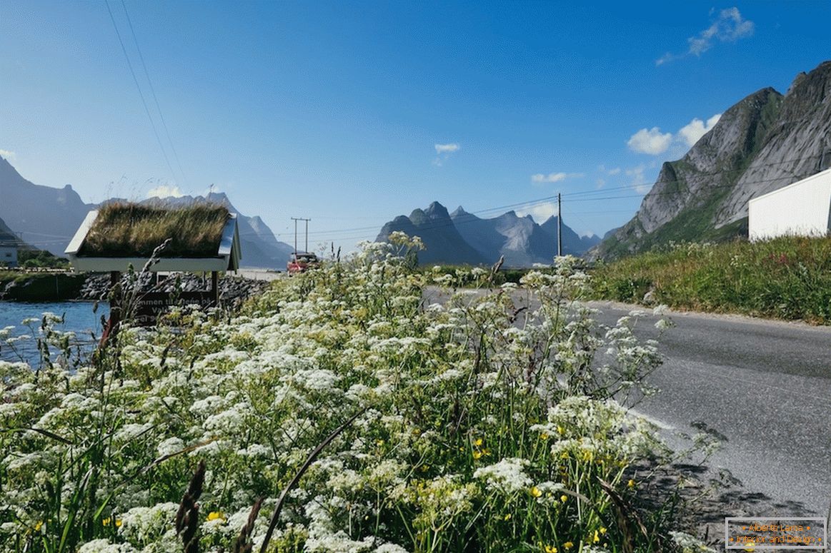 Прекрасни цветни полиња во Норвешка