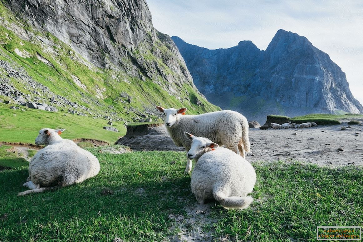 Стадо овци во планините на Норвешка