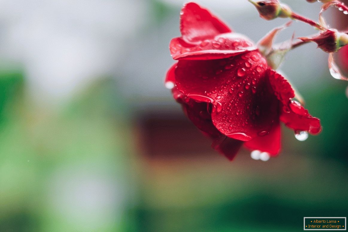 Роуз по дожд