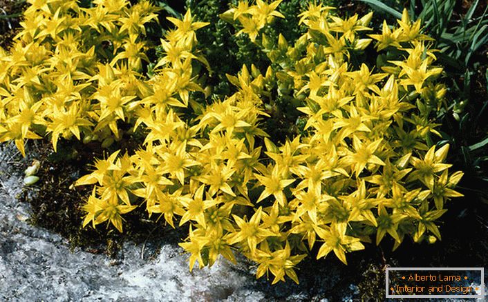 Светло жолти црни цвеќиња на еден од видовите на семејството на украсни грмушки се акредитирана сценија.