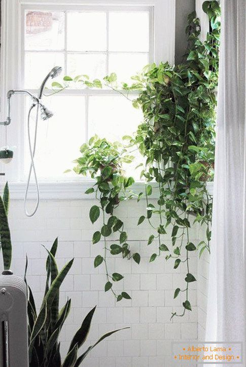 Растенија во дизајнот на бања