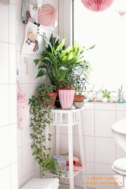 Растенија во аголот на тоалетот
