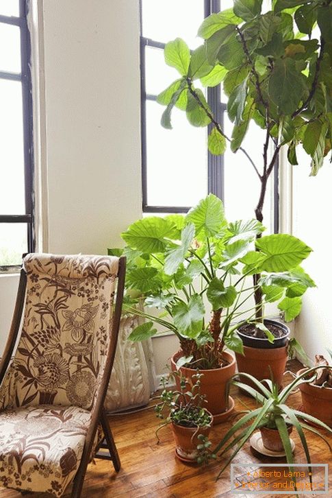 Затворен растения за креслом