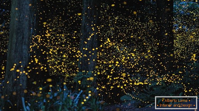 Прекрасни златни светулки од јапонскиот фотограф Јуки Каро