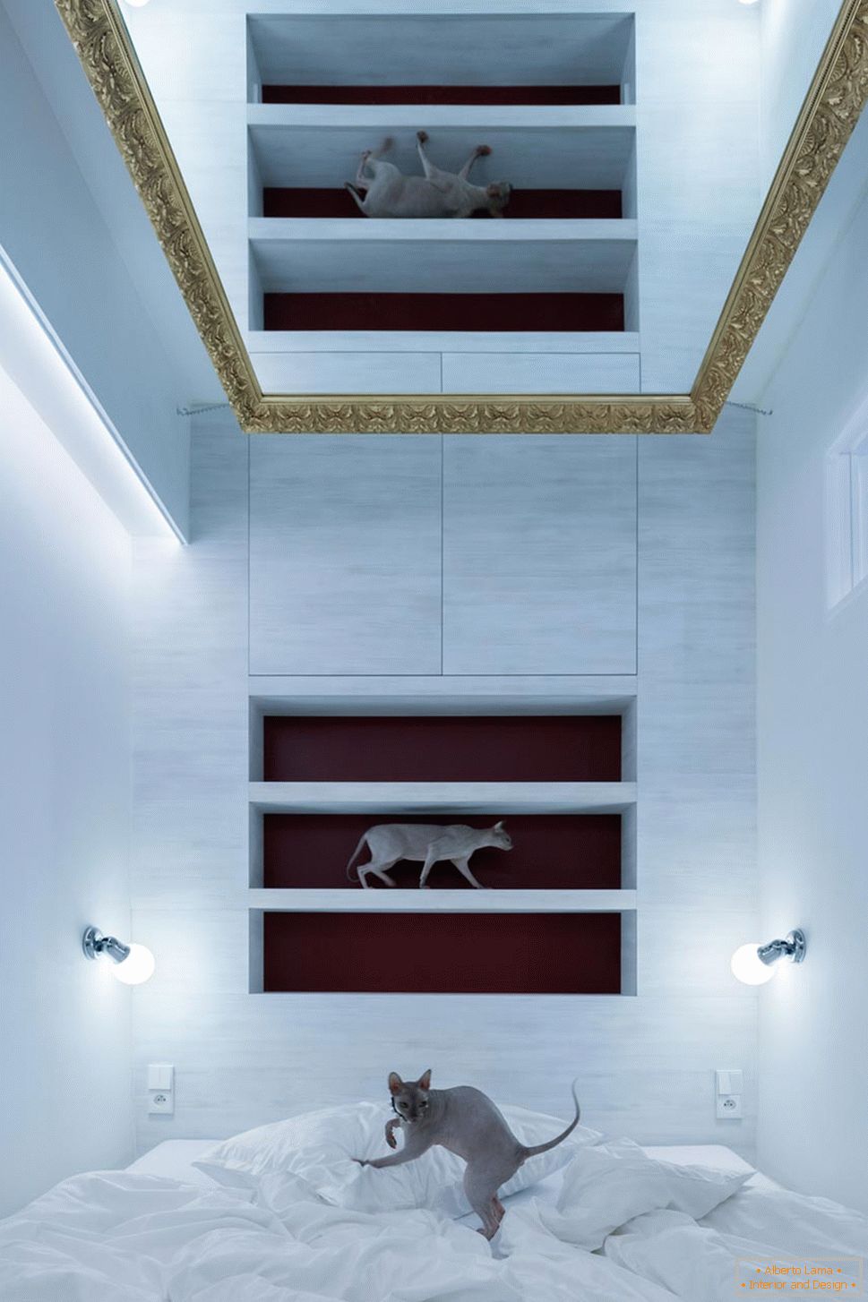 Модерен дизајн на мал стан - мачки во внатрешноста