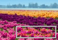 Tulipmania или шарени лалелни полиња во Холандија