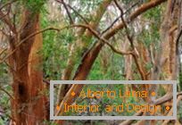 Единствена шума Мирта во Аргентина