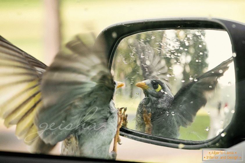 Птицата изгледа во страничното огледало на автомобилот