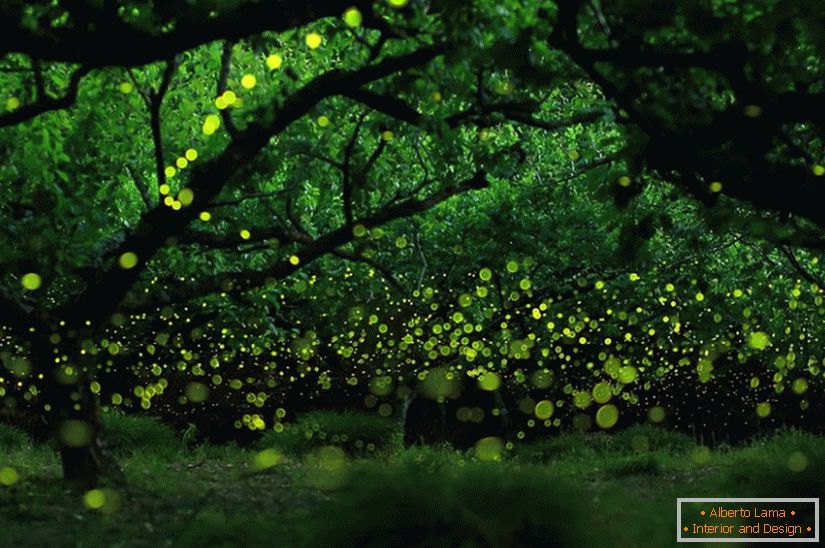 Магични фотографии на светулки во Нагоја, Јапонија