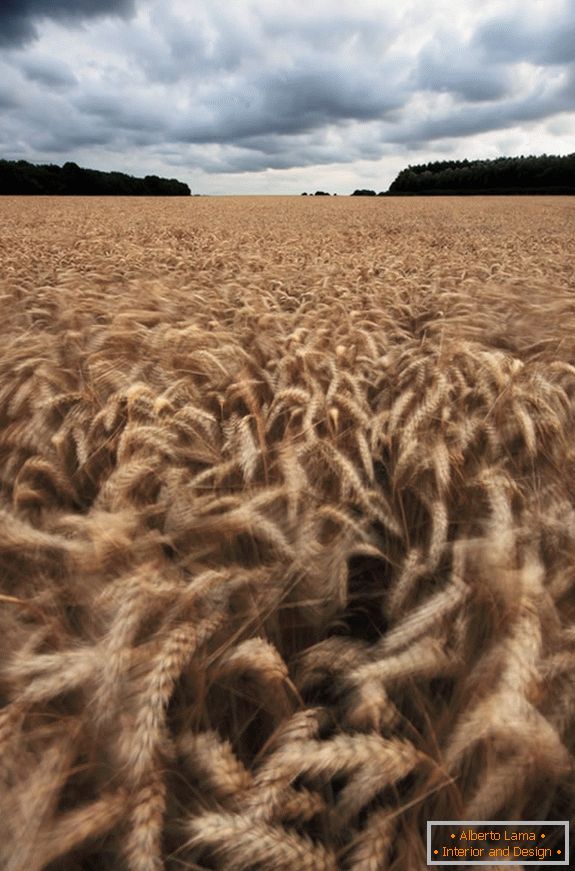 Облачно време над полето на пченица