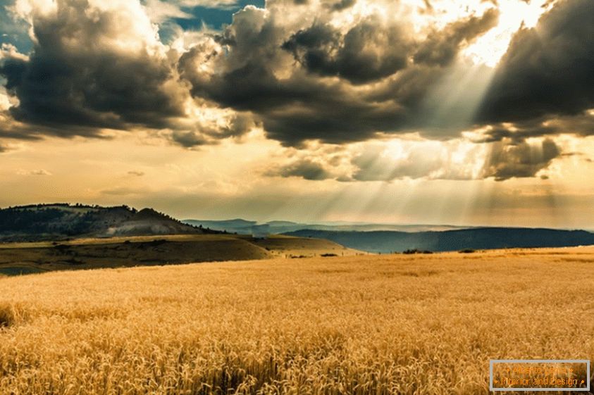 Сонцето се пробива низ облаците, над полето на пченица