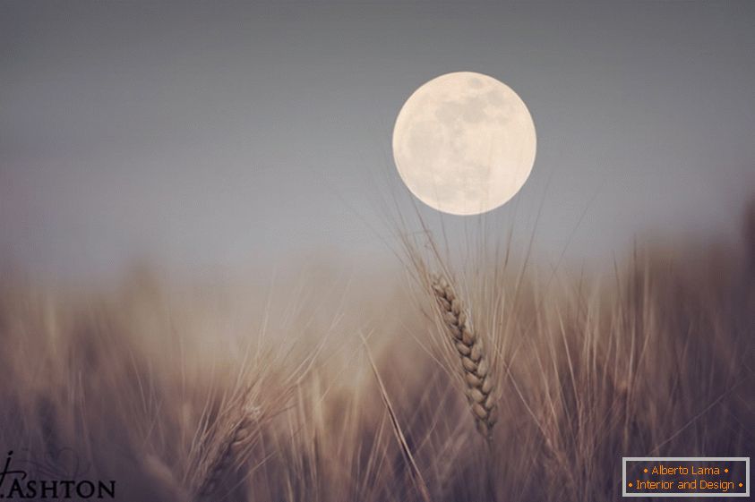 Месечината во позадина на пченица
