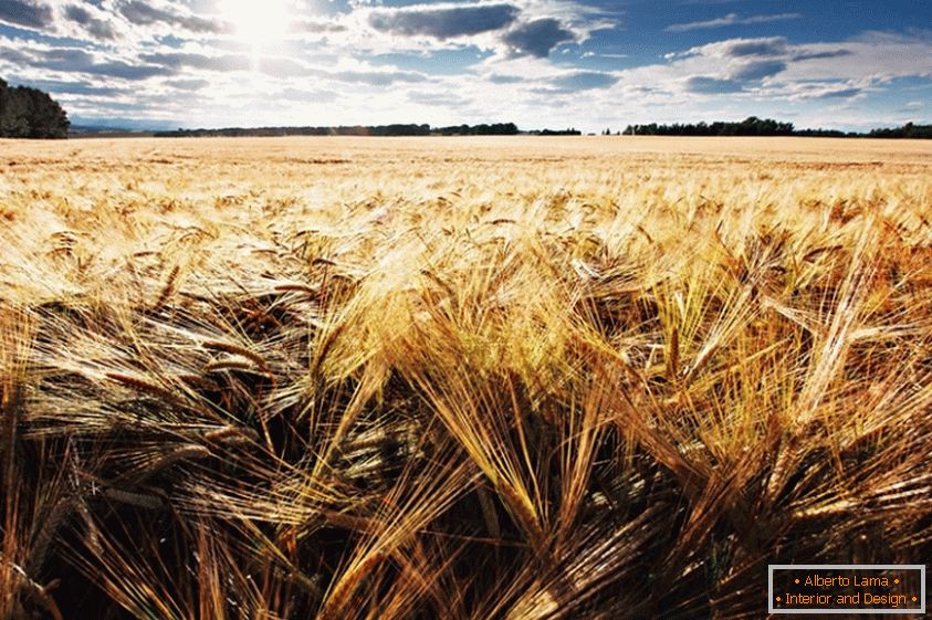 Пшеничное поле, фотограф Џонатан Коу