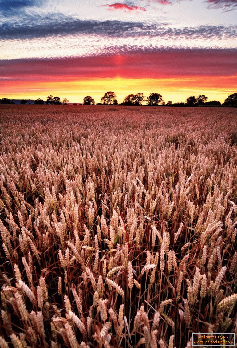 Закат на пшеничном поле, фотограф Џо Даниел Цена