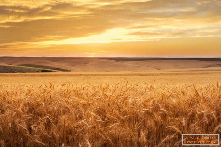 Златно пченица от фотографа Брент Елсбери
