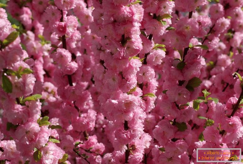 Грмушки бадеми се однесува на прекрасно цветни. Бадед три-лобуси розова пена.