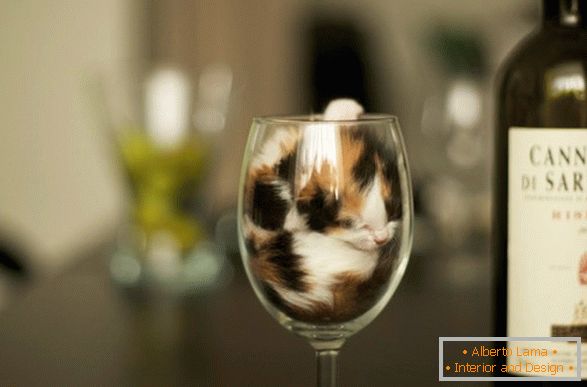 Маче во чаша вино