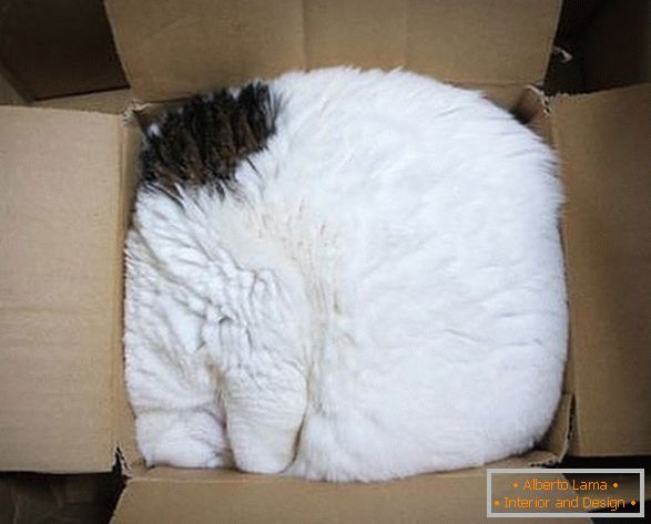 Мачка во картонска кутија