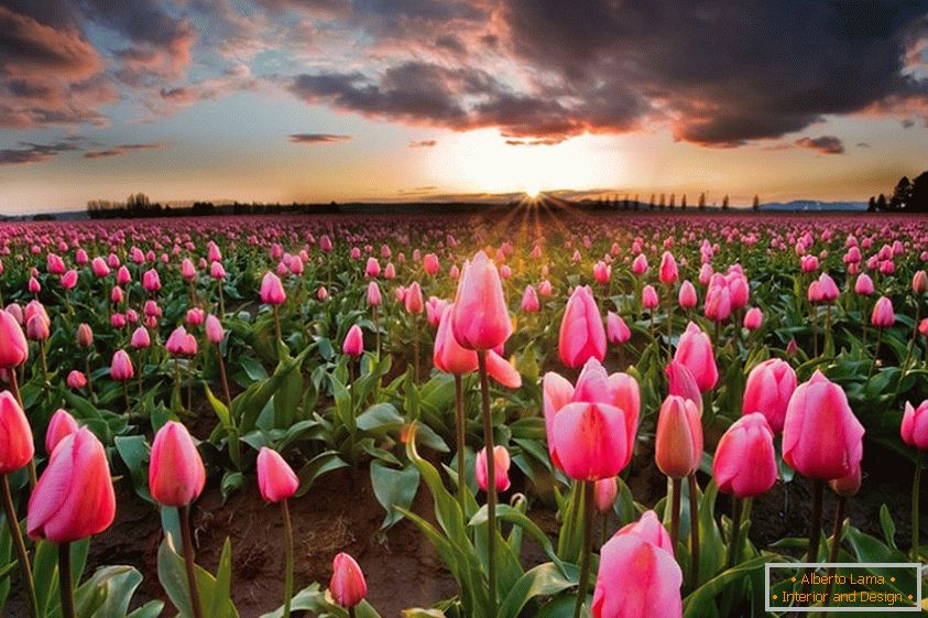 Пролетни цветови во Холандија