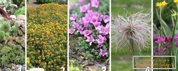 Најдобрите растенија за алпски слајд - фотографии и имиња
