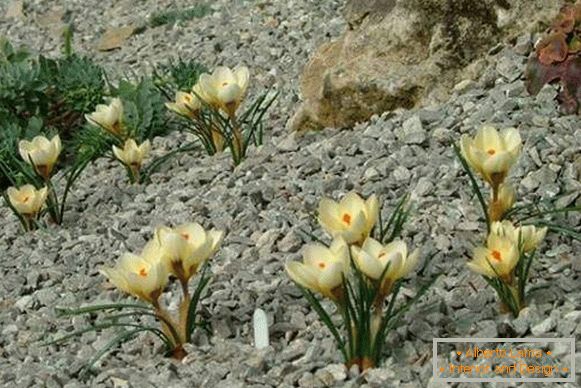 Камења и растенија за алпскиот рид - фото