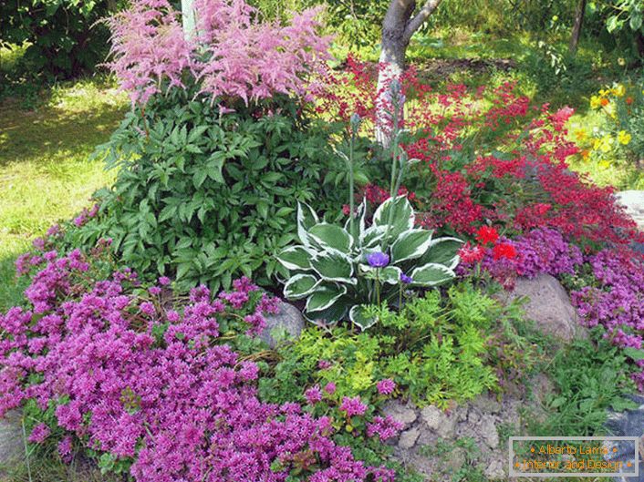 Astilba јапонски и кинески: сорти и карактеристики на