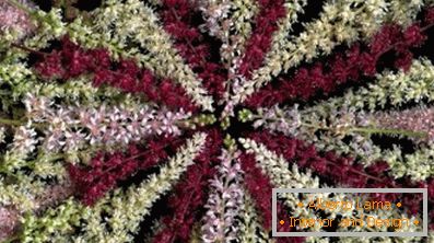 Astilba јапонски и кинески: сорти и карактеристики на