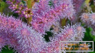 Astilba јапонски и кинески: сорти и карактеристики на