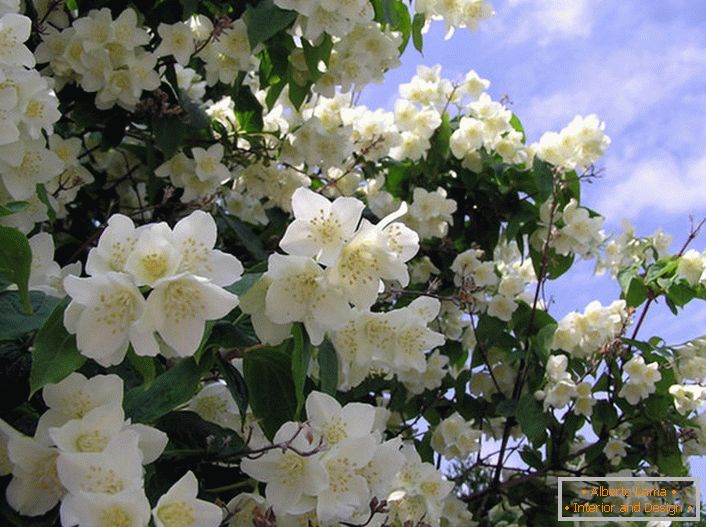 Јасмин е грмушка на маслиновото семејство со бели ѕвезди во облик на цвеќе. Матичната земја на јасмин се смета за Арабија и Источна Индија.