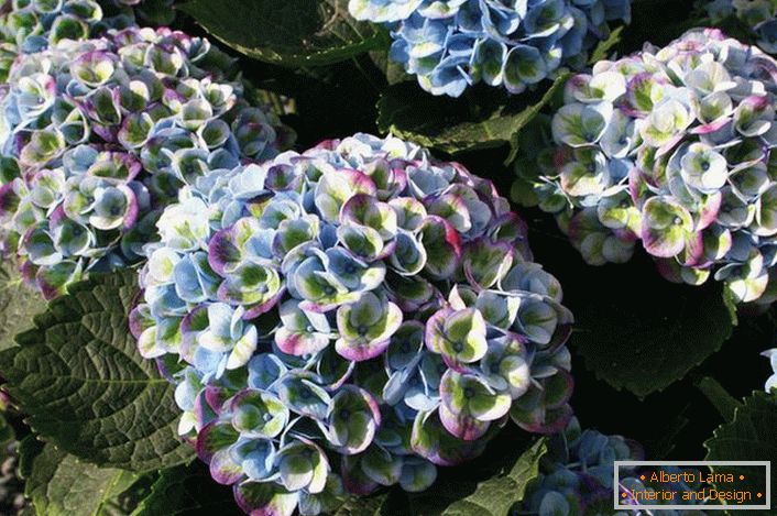 Hortensia со мулти-обоени пупки е интересна опција за украсување градина заговор.