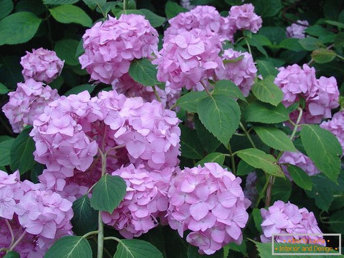 Бледо пурпурно цвеќе на hydrangea се големи лисја украсување било градина.