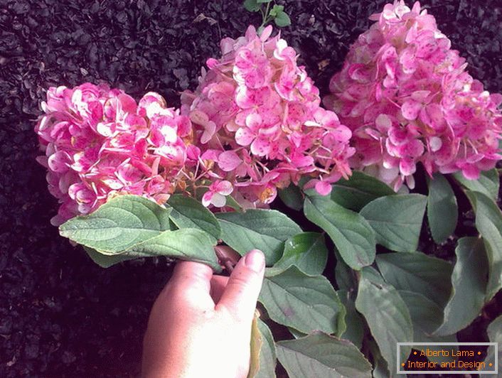 Конусни inflorescences на hydrangeas