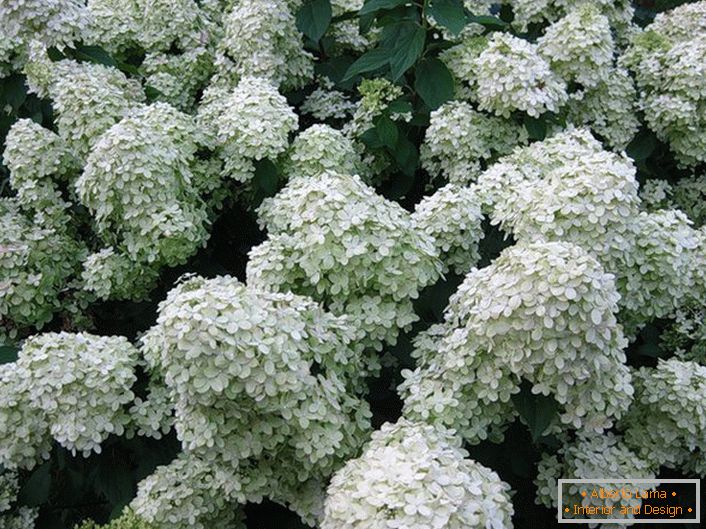 Волуметриски inflorescences на hydrangeas метельчатой